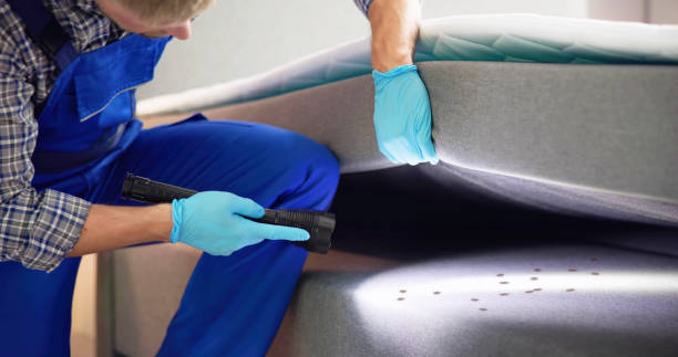 Best Ant Control Services  in Carefree, AZ