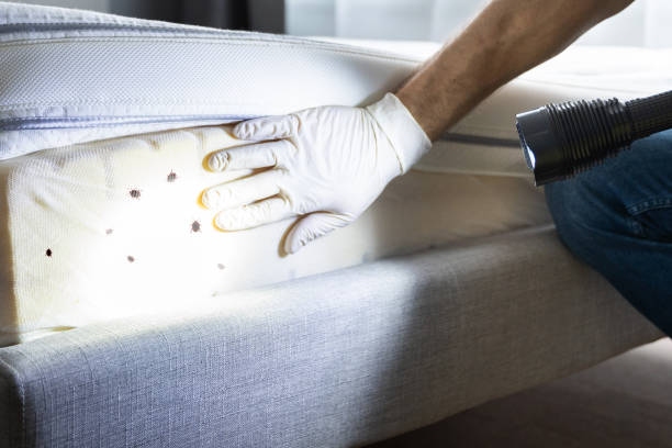 Best Best Pest Control Near Me  in Carefree, AZ